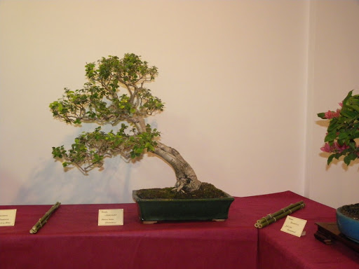 I Jornadas de Otoño de Bonsai- Villanueva de la Concepción IMGP0598