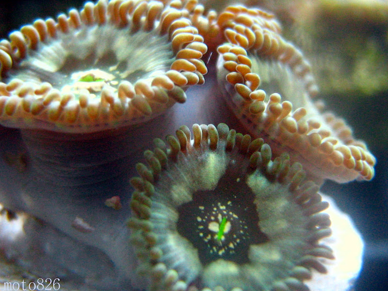 24 by 24 cube zoa IMG_0232