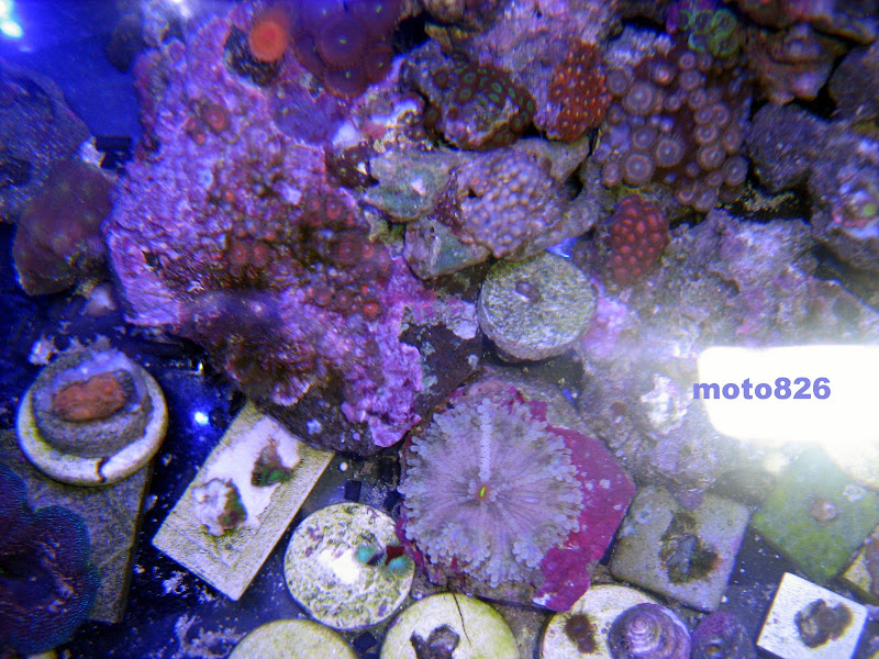 24 by 24 cube zoa IMG_0553