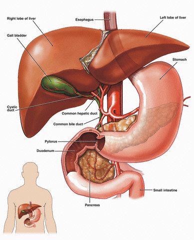 دول بعض صور الابدومن والبلفيس لسنه تانيه Liver03