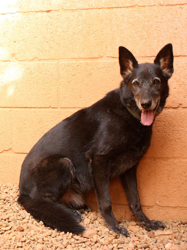 (En acogida indefinida) Sombra, macho adulto de tamaño grande en adopcion que busca una oportunidad de tener un hogar... Lleva años en el refugio... No gustaria que conozca lo que es un hogar... Refugio escuela (PE) IMG_3423