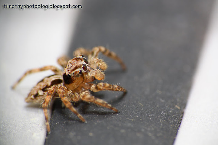 Spidey in the house IMG_1153%20copy