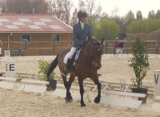 Joli poney de sport D pour dressage, CCE, SO ou loisirs IMGP0972