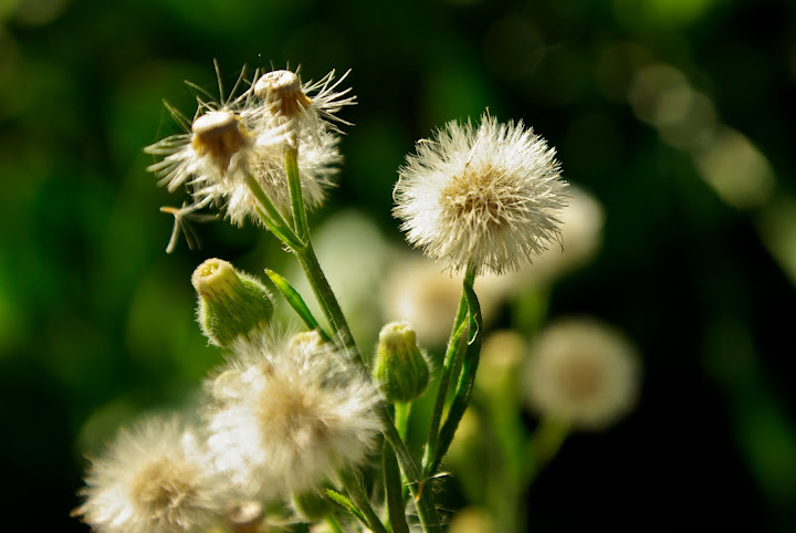 Macro en contre-jour _IGP5901