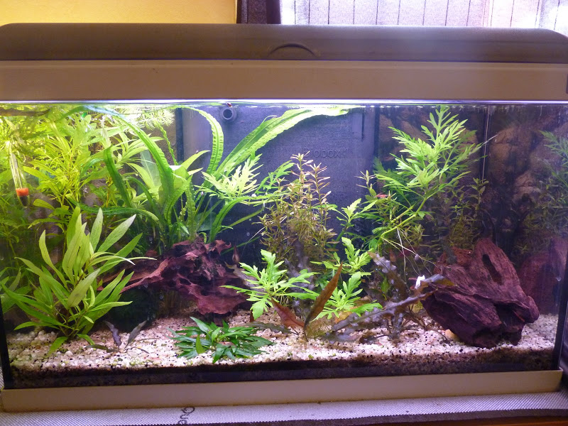 Ma petit histoire Aquariophile de 2009 à aujourd'hui  P1010625