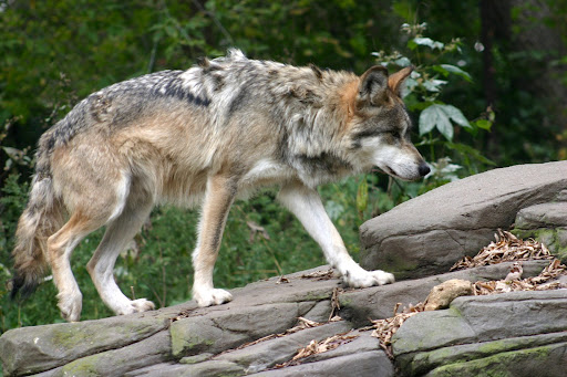 Wolf  Pics IMG_1697