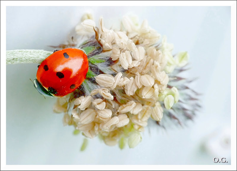 une coccinelle Coccinelle2bis