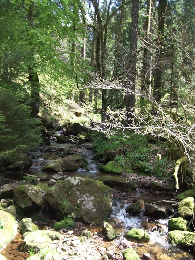 DIMANCHE 23 MAI ==> LES VOSGES DSCF6791