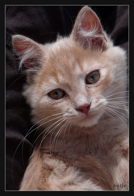 Concours Miss Numérique - Le Chat - du 18-11-2008 au 24-11-2 Oleron%202007%20-%20772