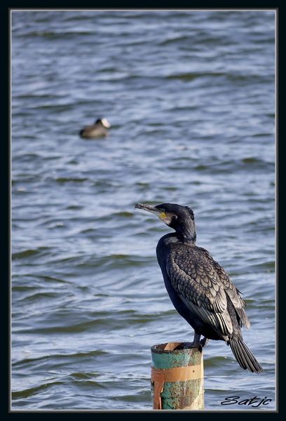 Au bord du Lac _1030465a