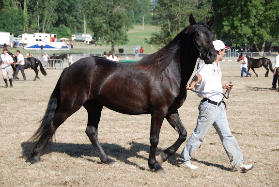 Ti'am du Grand Bosc Bouan2009%20%2828%29