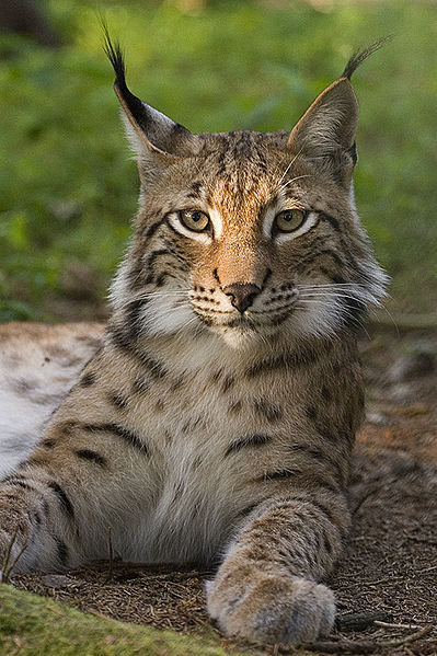 Bekijk een karakter blad Lynx_lynx_poing