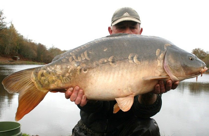 Etang De Planchon - 152 “Never Before Caught” Carp! 29