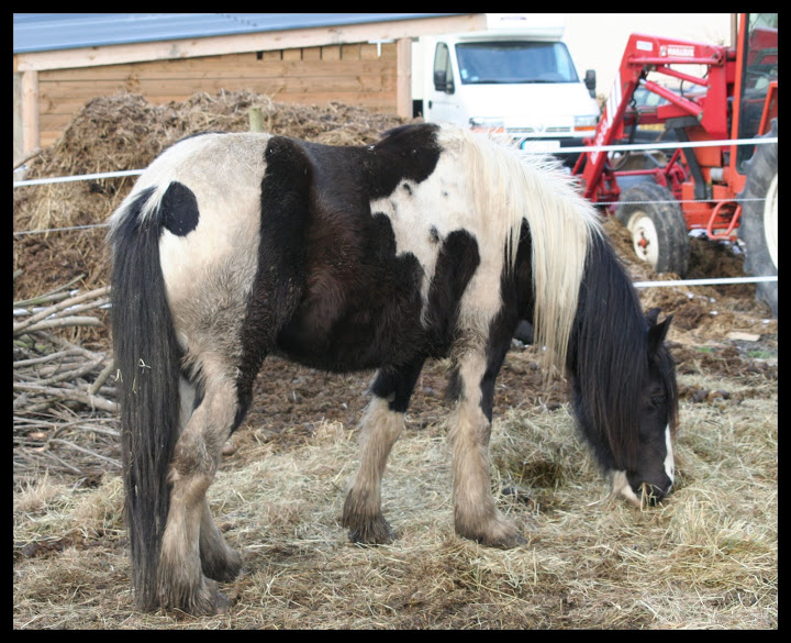 Nalla, Shannon, Vénézia, Valka (Highland) et Karvina (Trait du Nord)... p.4 IMG_5771a