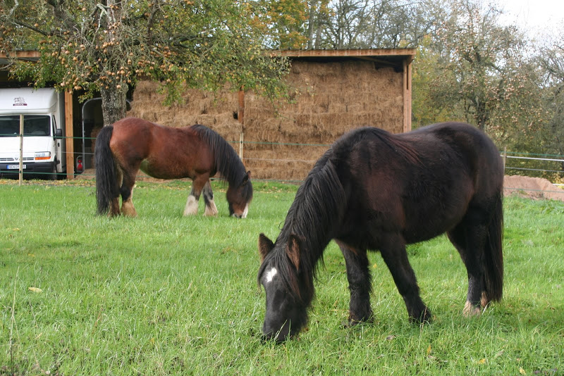 Nalla de l'Ecurie de Tine IMG_4505