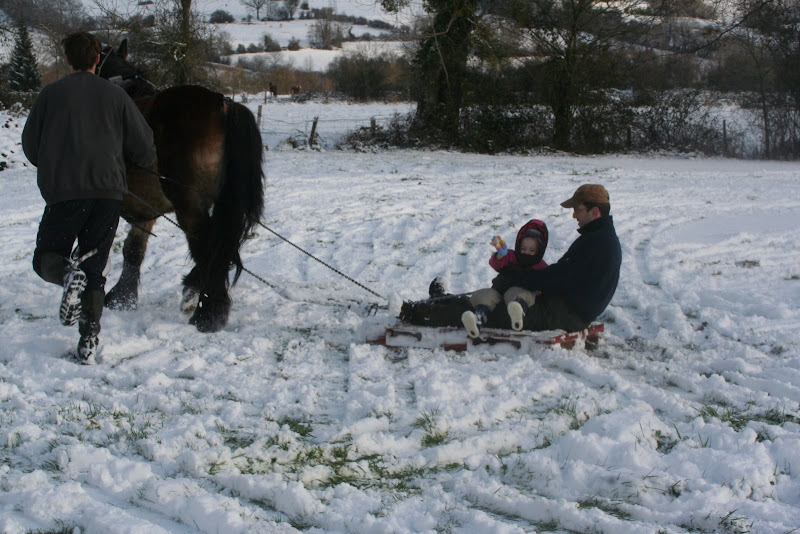 Le  calvados sous la neige... les chevaux s'éclatent! IMG_5257