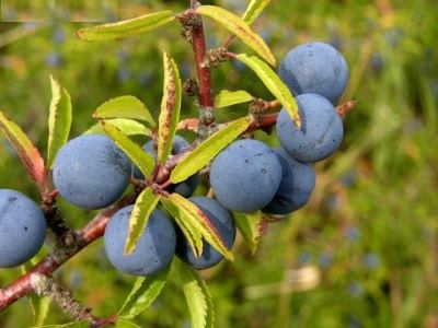 أشجار الفاكهة ... الأسماء والصور Prunus%20spinosaO