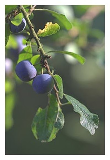 اسماء وصور اشجار الفاكهه Prunus%20spinosa