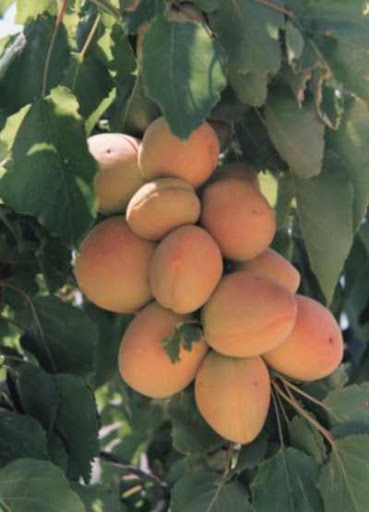  الفاكهة .....  Prunus%20armeniacaO