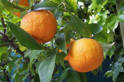  الفاكهة .....  Citrus%20aurantiumO