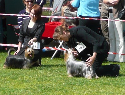 Szczecin Internatonal Dog Show -Poland P1060350