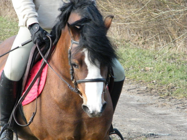 Beukenhof's Barry, étalon Welsh A bai Barry%20-%20aur%C3%A9lie%20052