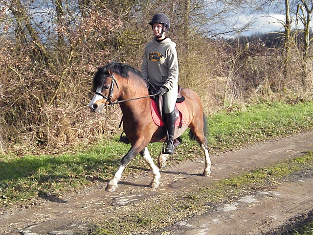 Beukenhof's Barry, étalon Welsh A bai Barry%20-%20aur%C3%A9lie%20080