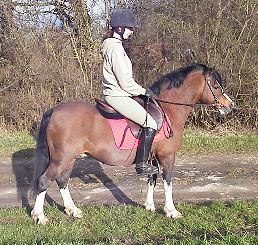 Beukenhof's Barry, étalon Welsh A bai Barry%20-%20aur%C3%A9lie%20116