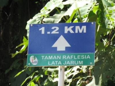 Lata Jarum & Pulau Chekas, Ulu Dong, Raub Lata%20jarum%20rafflesia2