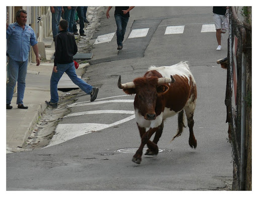 "bous al carrer" P1190998