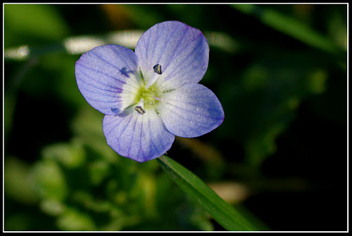 HC Janvier 2011 - Bleu IMGP3584