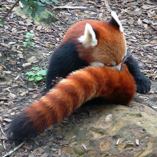 Conheça o Fire Fox! Zoo-red-panda-01