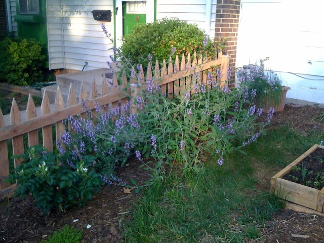 Sage and Cutting Flowers in the SFG Photo-744763