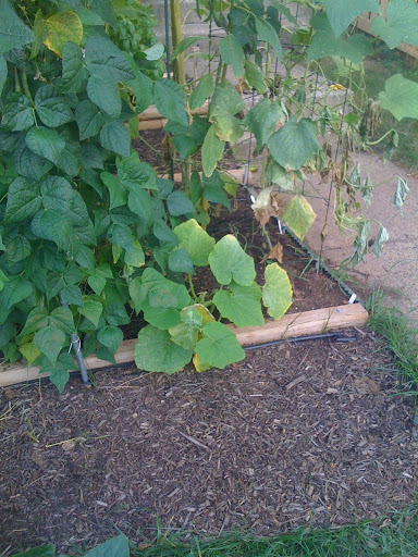 Trellis on more than one side Photo%201-712816