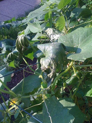 What is up with my cucumber plants? Photo%201-739466