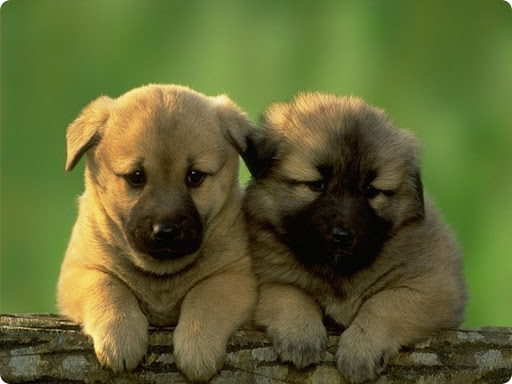 Kuce CuteDogs