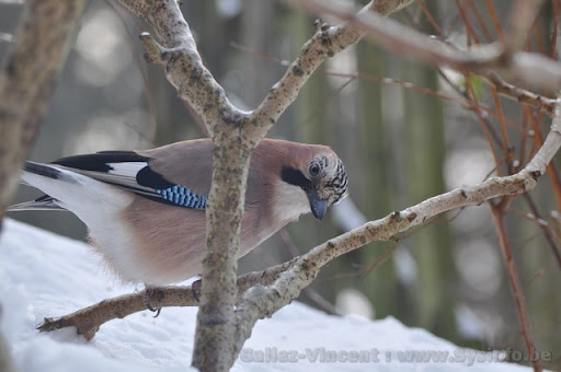 Oiseaux  en Hiver  Gallez03