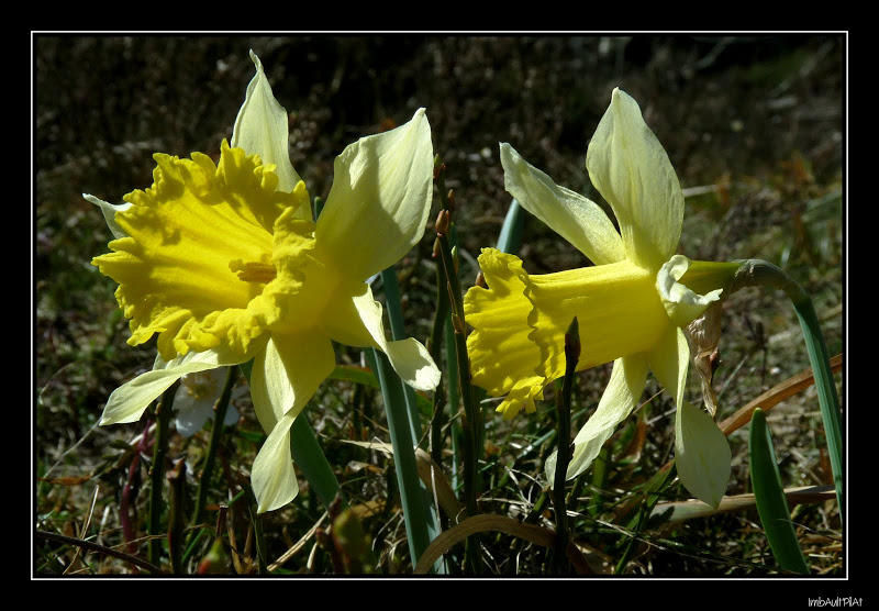 Jonquilles du Pilat P1130297_GF