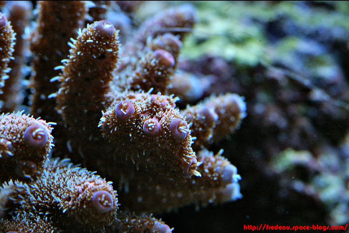 le récif du belon Acropora-millepora-rouge