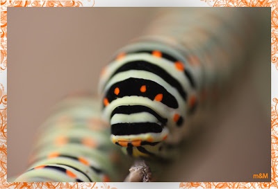 LUMIXDAY Midi Pyrénées 18/09/2010 photos   - Page 2 Machaon