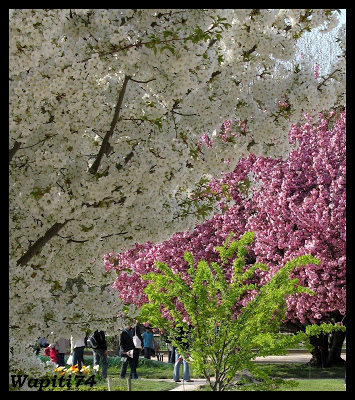 Une semaine printannière à Paris 30.Jardin-Plantes