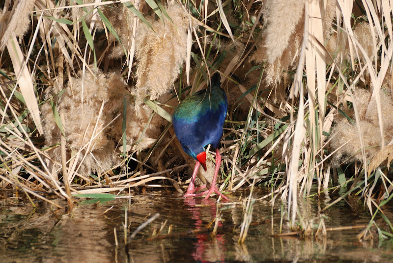 Nos amis les oiseaux Village%20Nubien%20%2835%29