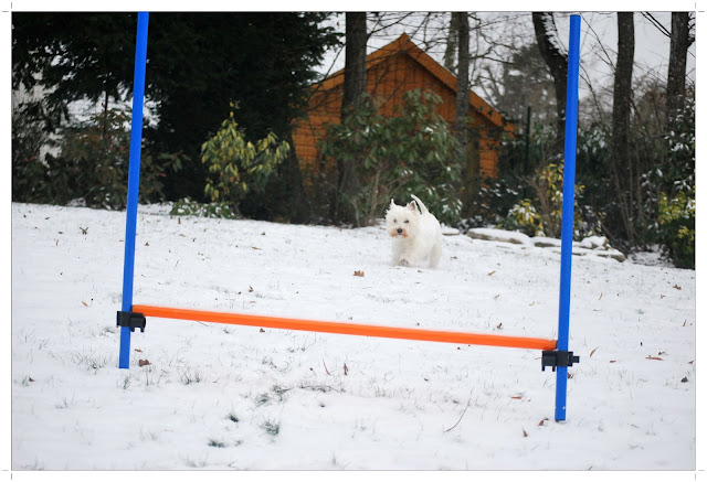 Agility 2010 DSC_0376