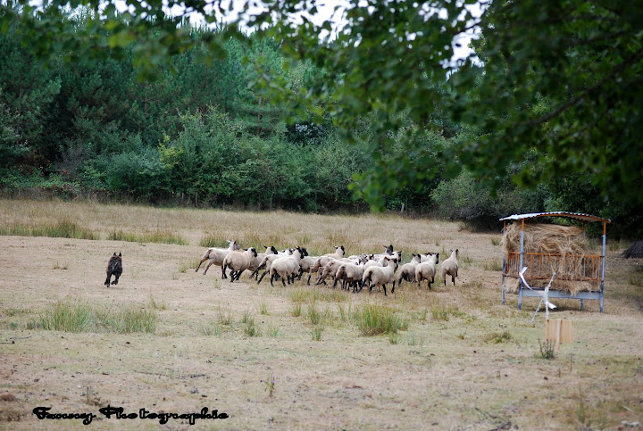 Journée Troupeau DSC_0541