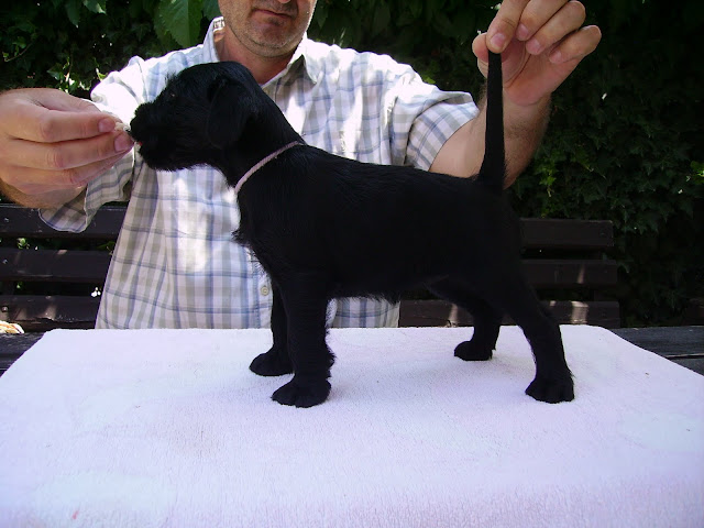 Puppies - Standards Schnauzers Black (kennel "Flor D' Luna") PICT0179