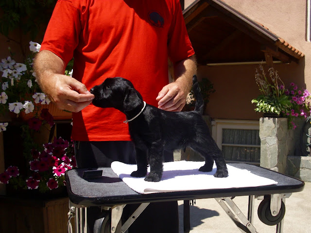 Standard Schnauzers Black - Litter "A"- kennel "Flor D' Luna" DSCI0012