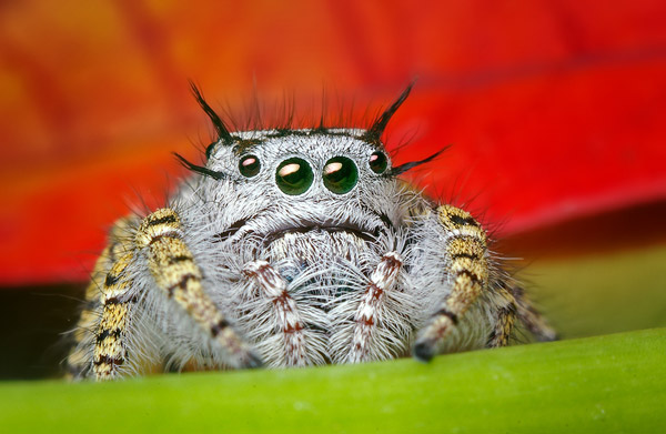  : yes (Photography) Eye-macros-jumping-spider2