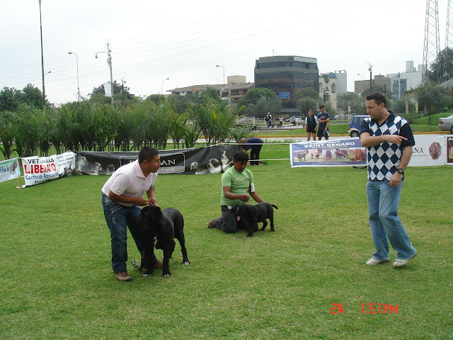 Algunas fotos del 5to match (Clase Cachorros) DSC00923