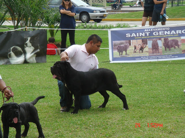 Algunas fotos del 5to match (Clase Cachorros) DSC00926