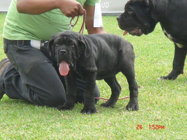 Algunas fotos del 5to match (Clase Cachorros) DSC00928